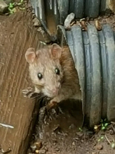 Rat Removal Northern IL